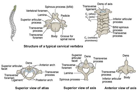 Name the Vertebral Projection Oriented in a Median Plane: A Discussion on Anatomical Curiosities